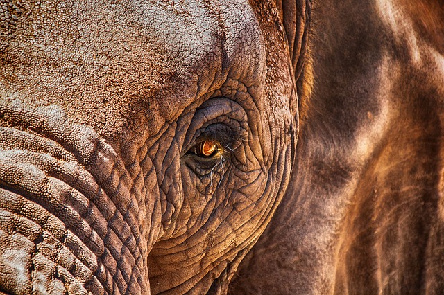 closeup of an elephant eye